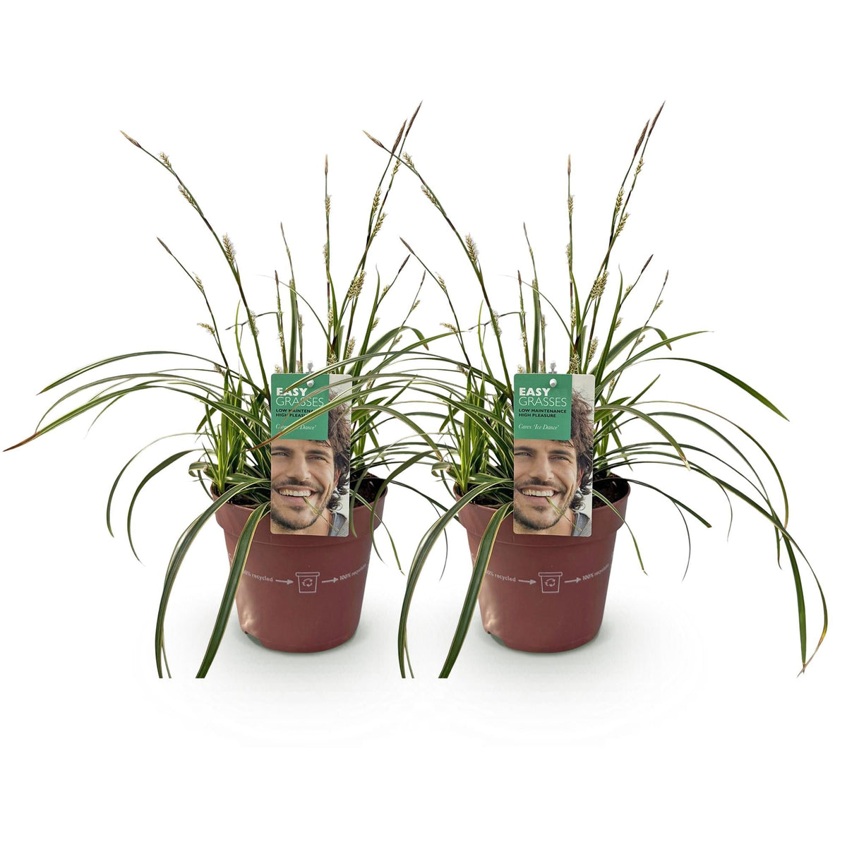 Weißrandige Segge Carex morrowii Ice Dance – 2 Pflanzen – Ø17cm – Immergrün, winterhart & pflegeleicht – Weiß-grüne Blätter – Höhe ca. 50cm – Frischer Look für Garten & Innenbereich 
