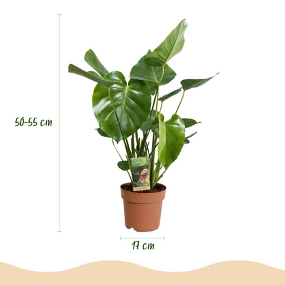 Monstera Deliciosa Fensterblatt Zimmerpflanze – Pflegeleichte Tropenpflanze 17cm – Höhe ca.50–55cm – Große dekorative Grünpflanze für Wohnzimmer & Büro - Oasis of Life
