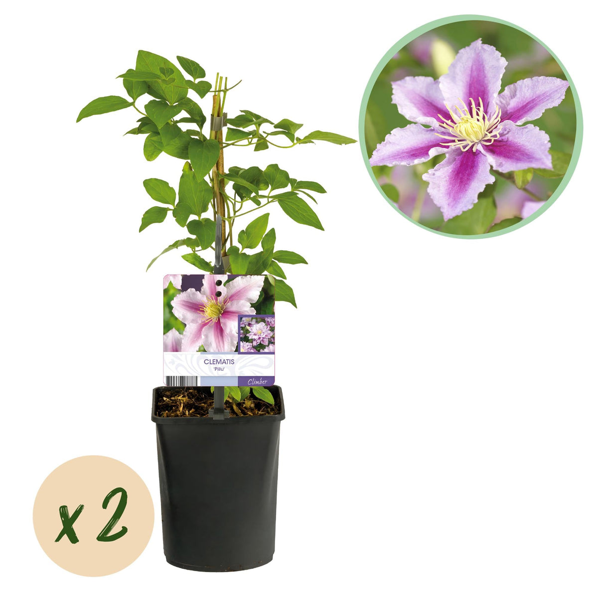 Kletterpflanze – Clematis Piilu – Rosa Blüten – 2 Pflanzen – 11cm – Höhe 40cm – Blüte Mai–September – Pflegeleicht & bienenfreundlich 