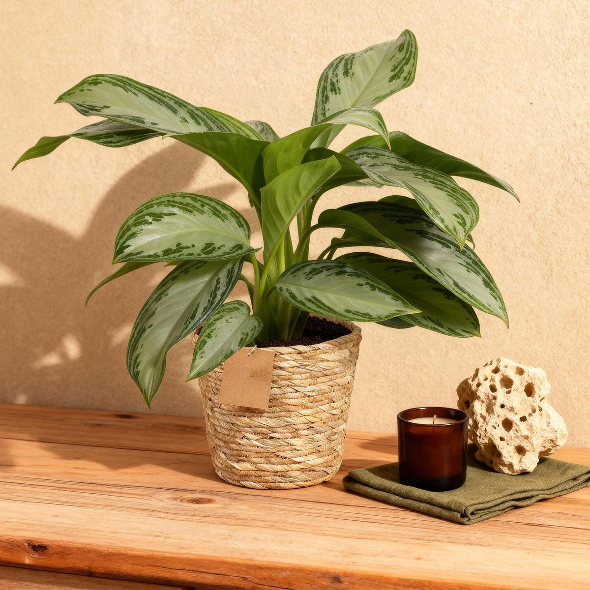 Green boutiQ - Zimmerpflanzen - Aglaonema Silver Bay - Silberblatt - Pflegeleicht - mit Korb - Silber - 1 Pflanze - Topf 17cm - Höhe 70-75cm 