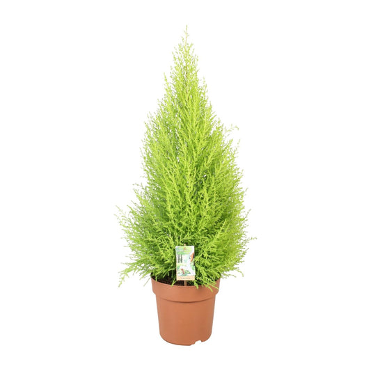 Cupressus Goldcrest 'Wilma' – Zeder – Zimmer- & Gartenpflanze – Ø21 cm Topf – Ca. 90 cm hoch – Pflegeleichte Immergrüne mit zitronigem Duft – Für Innen & geschützten Außenbereich 