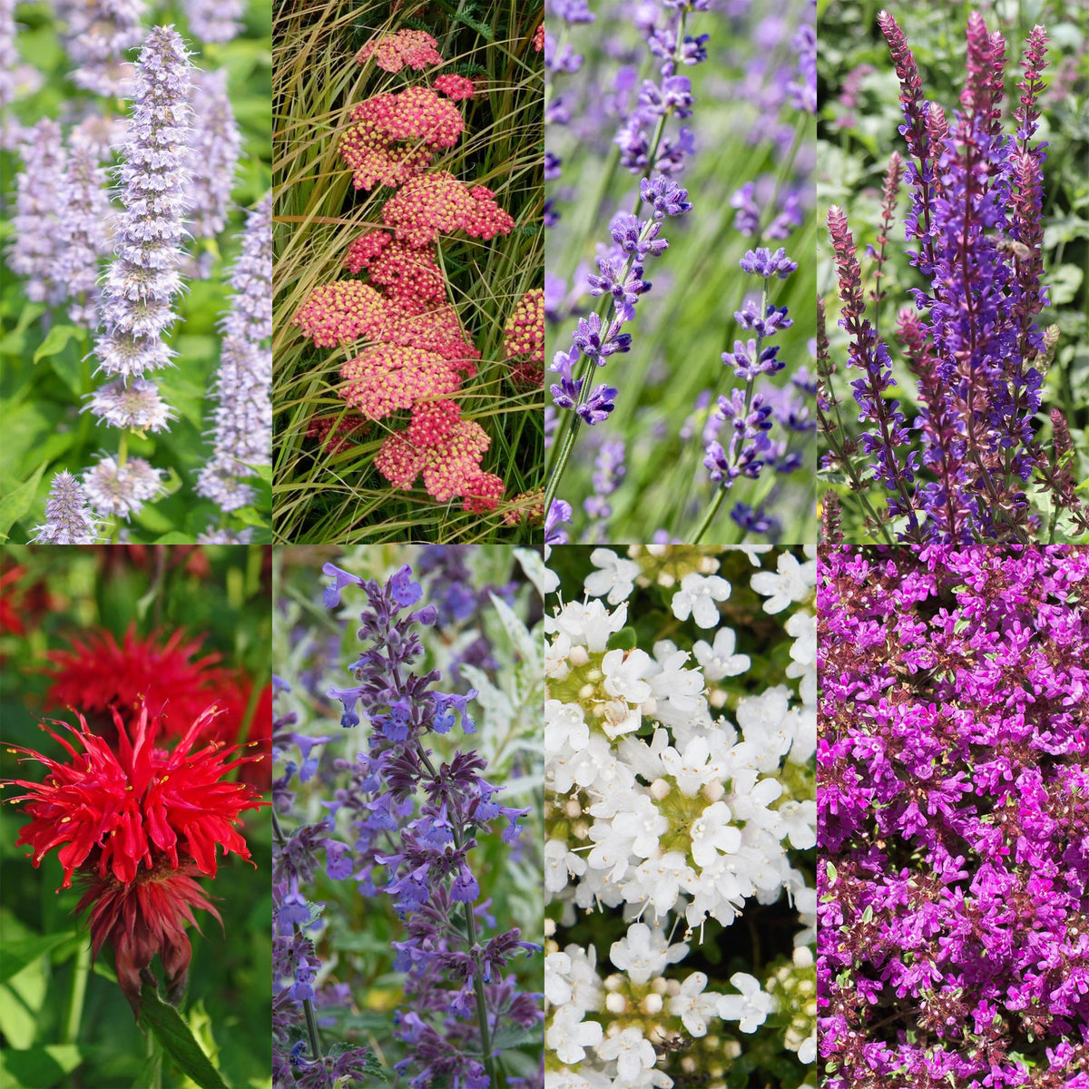 Staudenset – Duftend – 6 verschiedene Duftstauden – Für 1 m² Beet – Bienenfreundlich – Pflegeleicht – Blüten in verschiedenen Farben – Ø11 cm