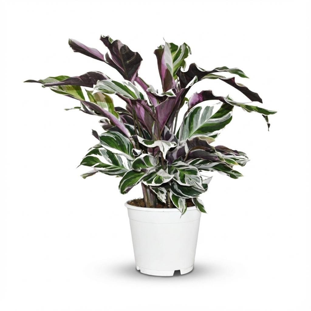 Korbmarante Calathea Fusion White Ø14cm Höhe 35–40cm – Seltene Gebetspflanze mit weißen & lila Blättern – Exklusive Zimmerpflanze für Wohnraum 