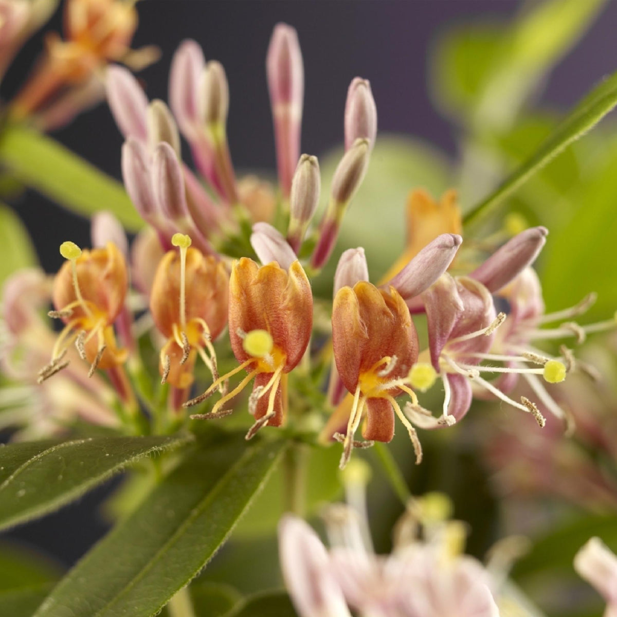 Geißblatt - Lonicera henryi - Blüte Rosa - Wenig Pflege - 2 Pflanzen - Topf 11cm Höhe 40cm 