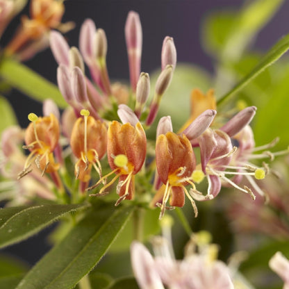 Geißblatt - Lonicera henryi - Blüte Rosa - Wenig Pflege - 2 Pflanzen - Topf 11cm Höhe 40cm 