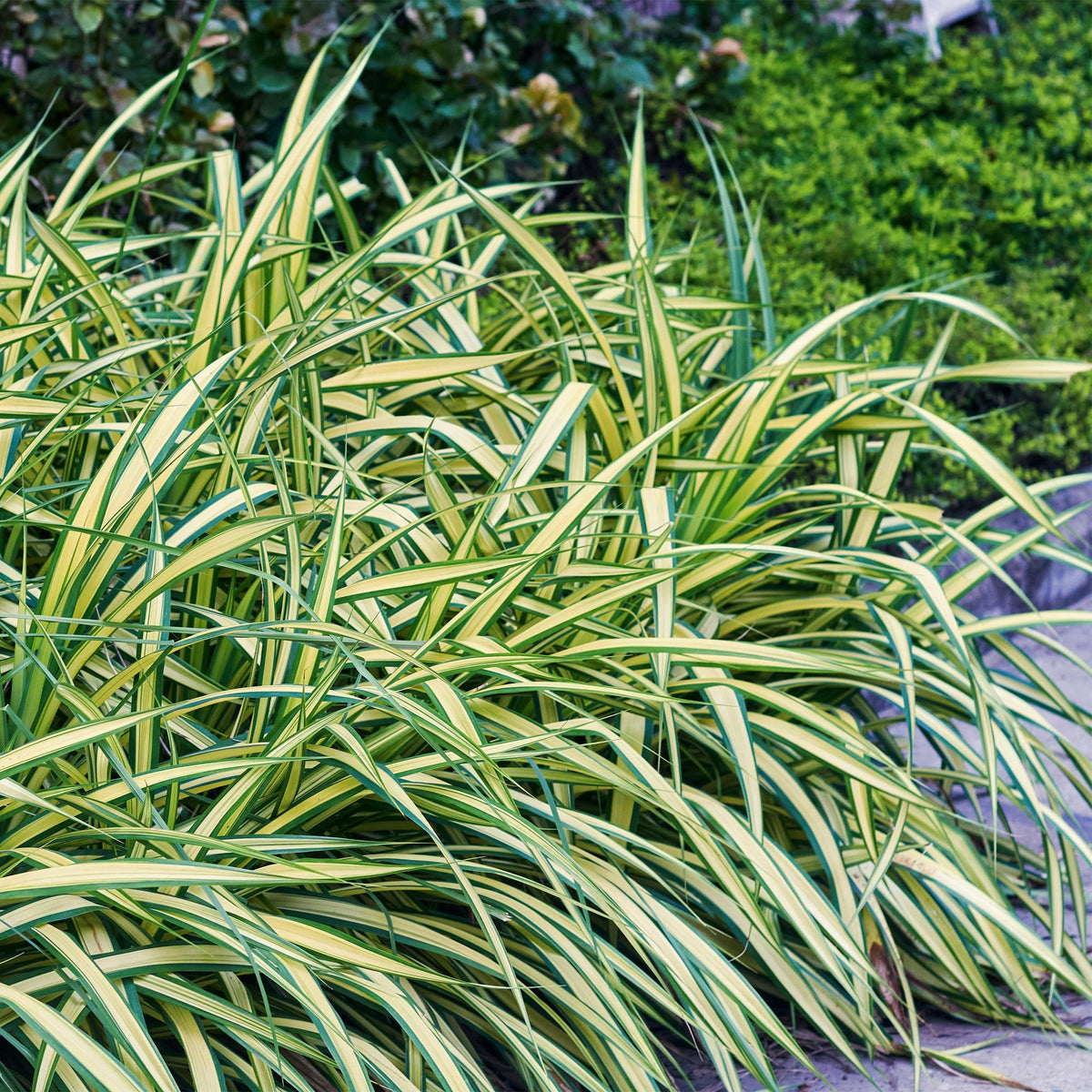 Ziergras Carex oshimensis 'Evergold' – Immergrün – Ø17cm – Höhe 50cm – Gelb – Grün gestreift – Pflegeleicht – Ansicht 15