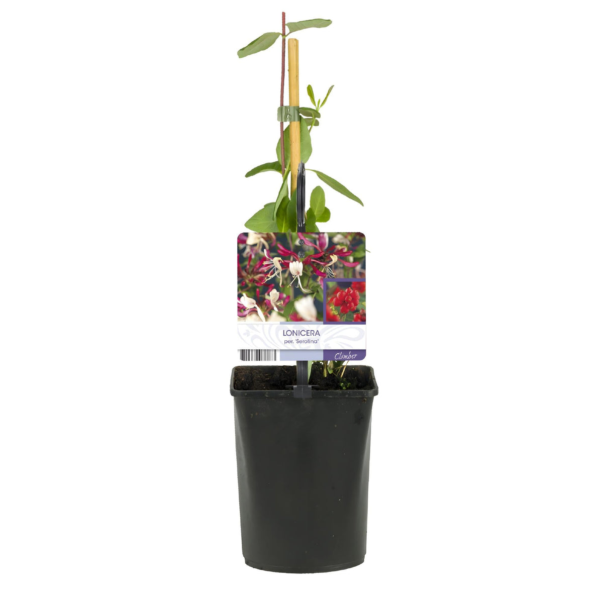Kletterpflanze Lonicera Serotina – Rosa-Weiße Blüten – Spätsommerblüte – 2 Pflanzen – 11 cm x H40 cm – Winterhart & Pflegeleicht – Für Garten, Balkon & Pergola 