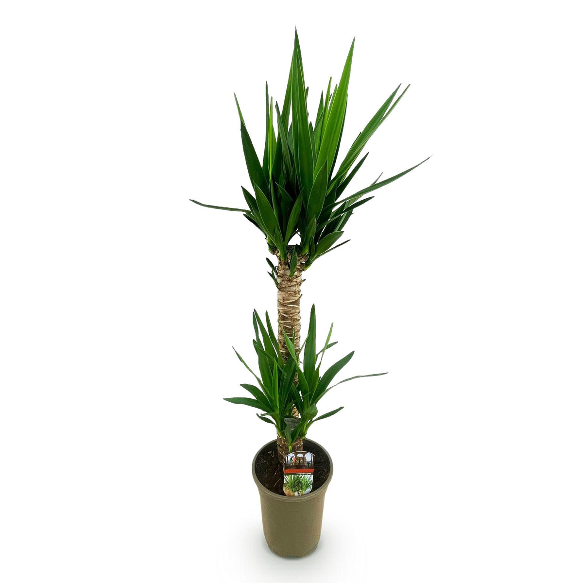 Yucca Elephantipes – 120cm – 19cm – Pflegeleichte Zimmerpflanze mit schmalen Blättern – Robuste Palmlilie für helle & halbschattige Innenräume – Tropische Grünpflanze 