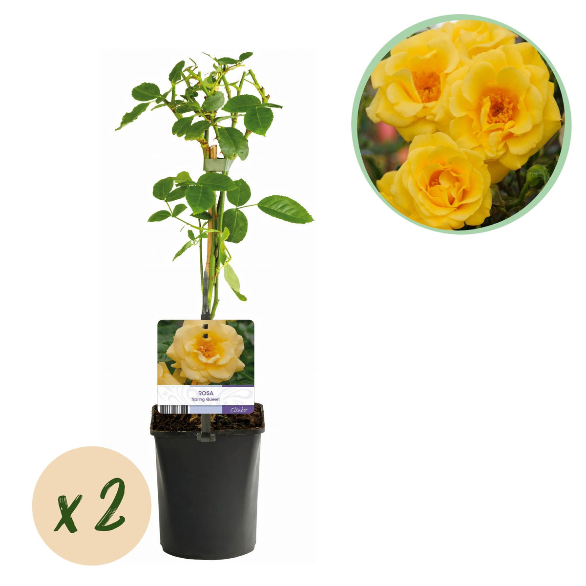 Kletterrose Rosa Spring Queen – Gelb – Pflegeleicht – 2 Pflanzen – 11cm x H40cm – Duftende Rosen für Garten, Balkon & Terrasse 