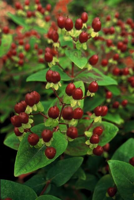 Hypericum inodorum 'Beauty' – 24 Pflanzen – ↕10-25cm – Ø9cm – Johanniskraut-Strauch – Goldgelbe Sommerblüten – Winterhart & pflegeleicht – Für Sonne & Halbschatten 
