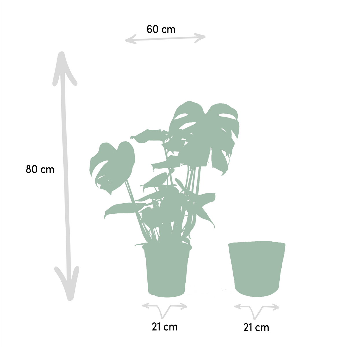 Strelitzia Nicolai - Ø19cm - ↕85cm + Monstera Deliciosa - Ø21cm - ↕75cm + Korb Selin 