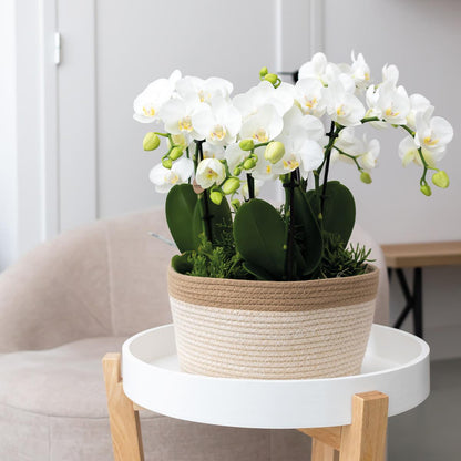 Kolibri Orchids | weißes Orchideen-Set im Baumwollkorb inkl. Wassertank | drei weiße Orchideen Gent 12cm | Mono Bouquet weiß mit autarkem Wassertank. 
