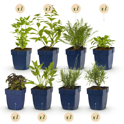 Staudenset – Duftende Blumen – 24 Stauden Ø11cm – Für ca. 3 m² – Bienenfreundlich & pflegeleicht – Verschiedene Farben & Blütezeiten – Ideal für sonnige Beete 