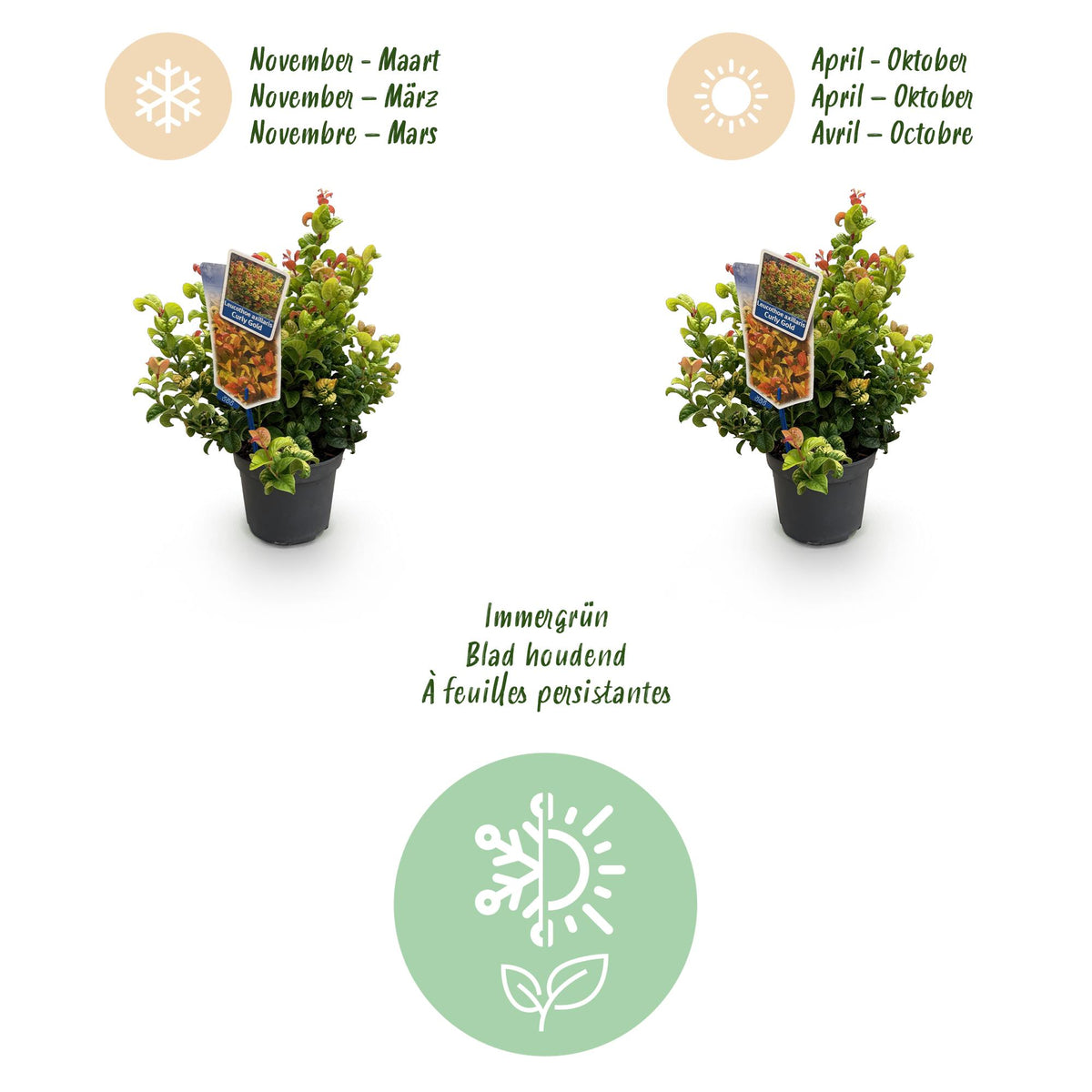 GreenboutiQ - Gartenpflanze - Leucothoe Curly Duo - Gelb & Rot - 2 Pflanzen - Immergrün - Pflegeleicht - Topf 17cm Höhe 40cm 