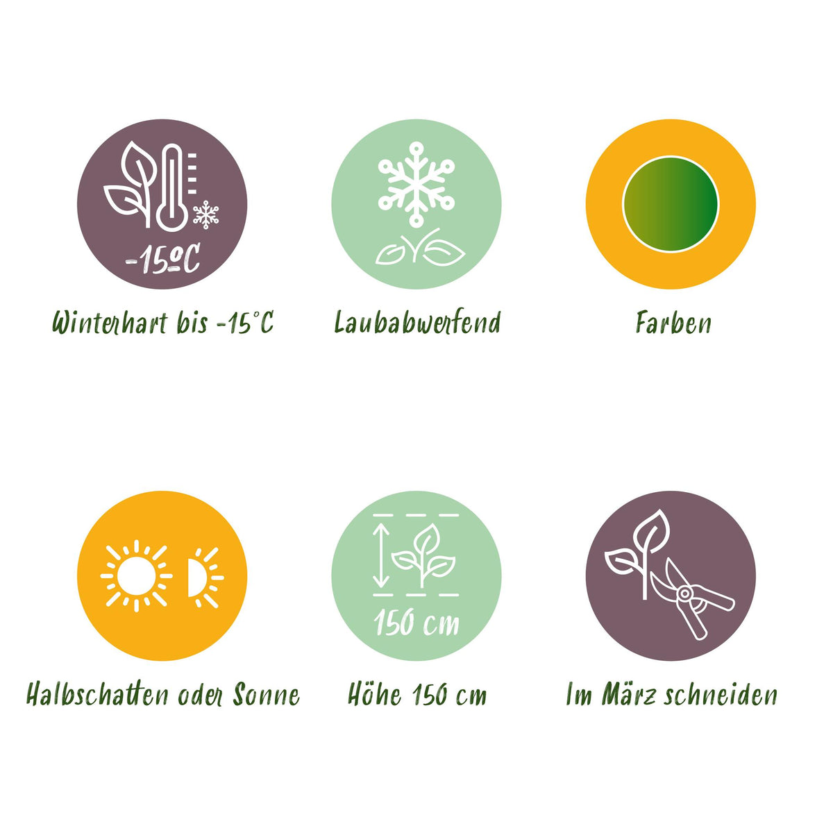 GreenboutiQ - Gartenpflanze - Acer palmatum Emerald Lace - Grün - 1 Pflanze - Laubabwerfend - Pflegeleicht - Topf 12cm Höhe 35cm 