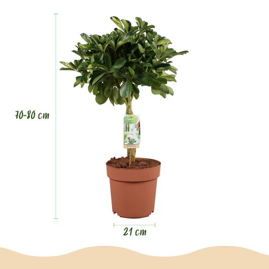 Green boutiQ - Zimmerpflanzen - Schefflera Gold Capelle - Fingerbaum - Wenig Pflege - Grün - Gold - 1 Pflanze - mit Potter Weiß - Topf 21cm - Höhe 70-81cm 