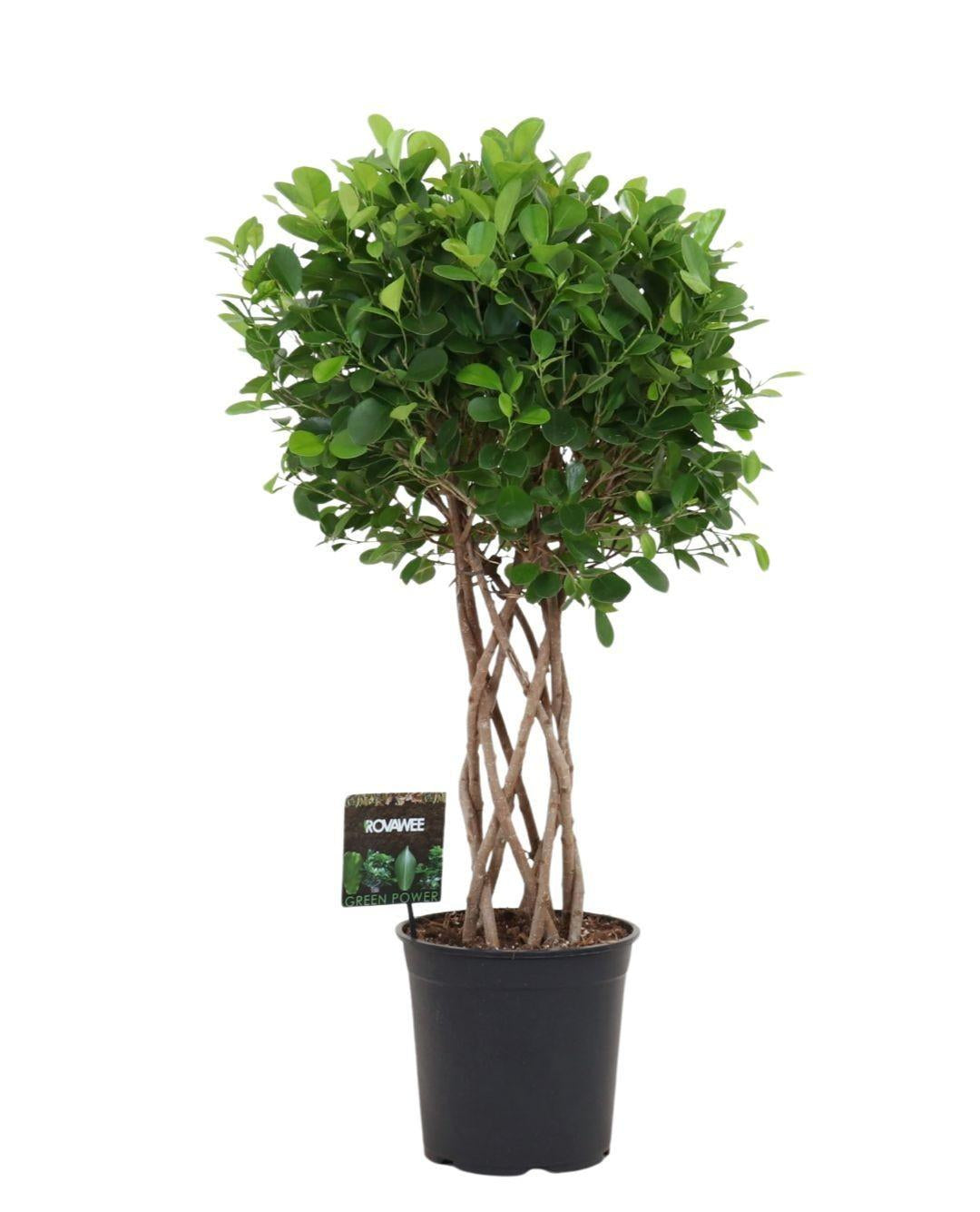 Ficus Moclame gevlochten cilinder - 120 cm 