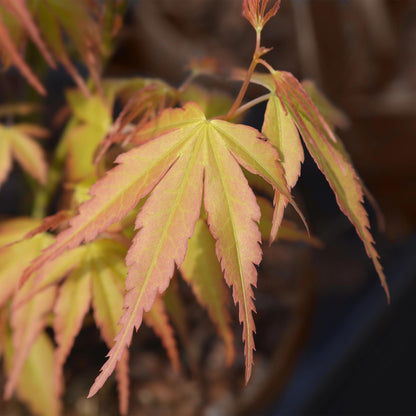 Green boutiQ - Gartenpflanze - Acer palmatum Katsura - Japanischer Ahorn - Laubabwerfend - Grün - 1 - Topf 26cm - Höhe 90cm 