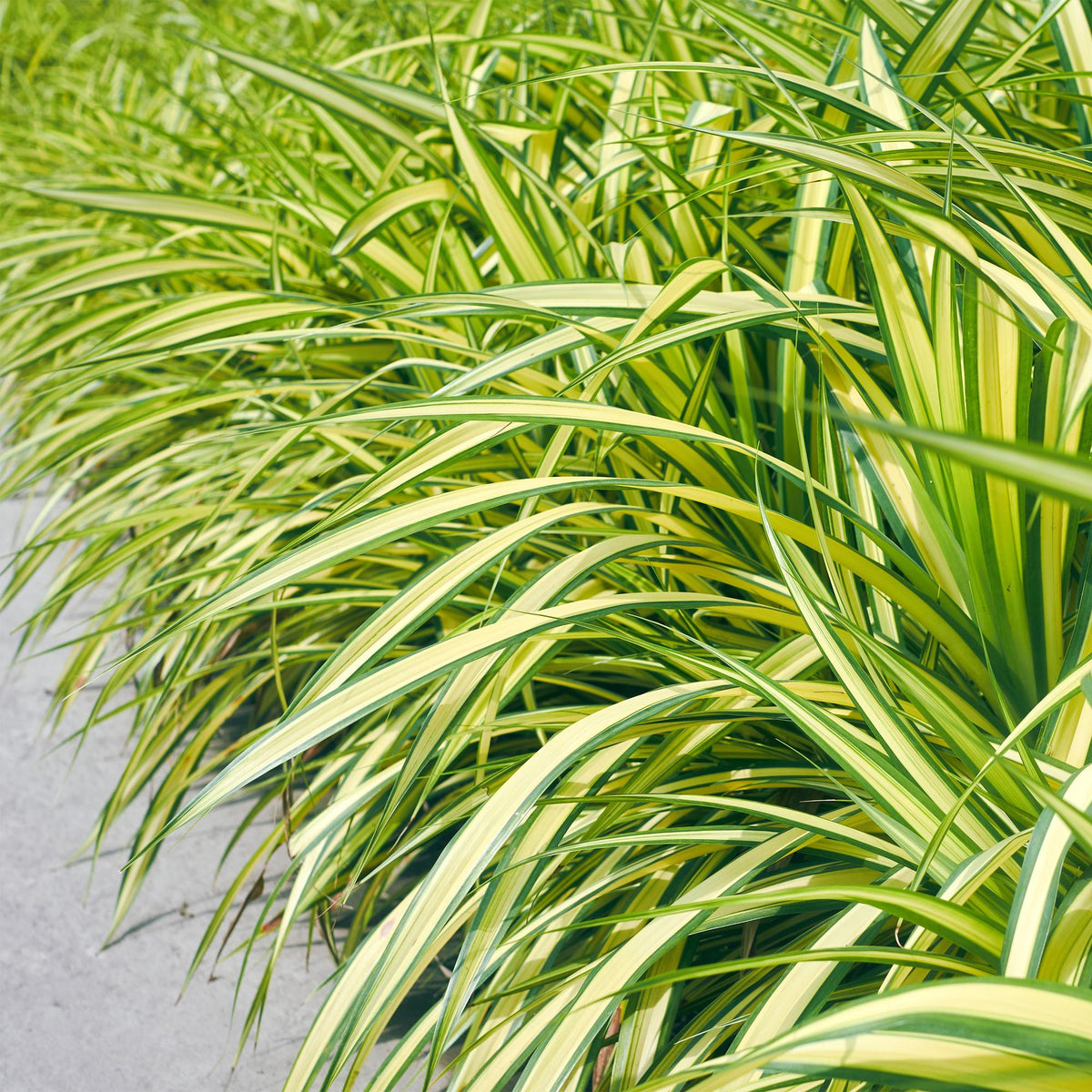 GreenboutiQ - Ziergräser - Carex oshimensis Evergold - Gelb & Grün - 1 Pflanze - Immergrün - Winterhart - Topf 17cm Höhe 50cm 