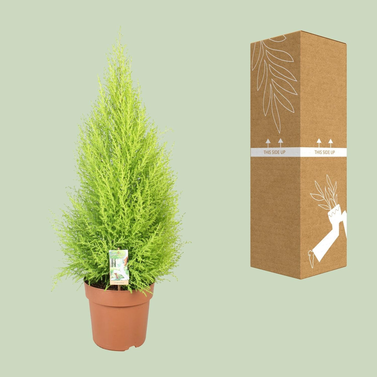 Cupressus Goldcrest 'Wilma' – Zeder – Zimmer- & Gartenpflanze – Ø21 cm Topf – Ca. 90 cm hoch – Pflegeleichte Immergrüne mit zitronigem Duft – Für Innen & geschützten Außenbereich 