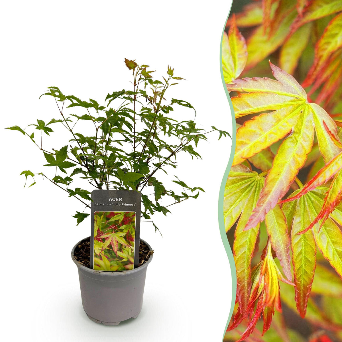 GreenboutiQ - Gartenpflanze - Acer palmatum Little Princess - Grün - 1 Pflanze - Laubabwerfend - Wenig Pflege - Topf 12cm Höhe 35cm 
