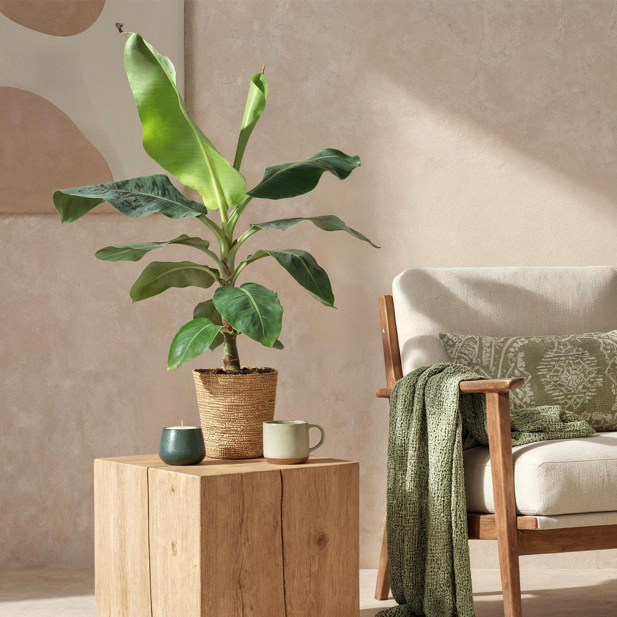 Green boutiQ - Zimmerpflanzen - Musa acuminata Dwarf Cavendisch - Bananenpflanze - Wenig Pflege - Grün - 1 Pflanze - Topf 21cm - Höhe 70-75cm 