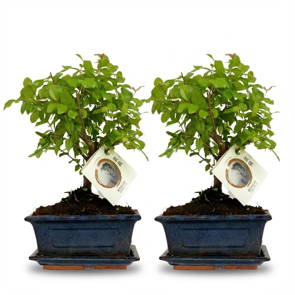 Bonsai Baum Set – 2 Pflanzen – Höhe 25–30cm – Kugelförmige Krone – Im dekorativen Keramiktopf – Miniaturbaum für Wohnraum Büro & Fensterbank 