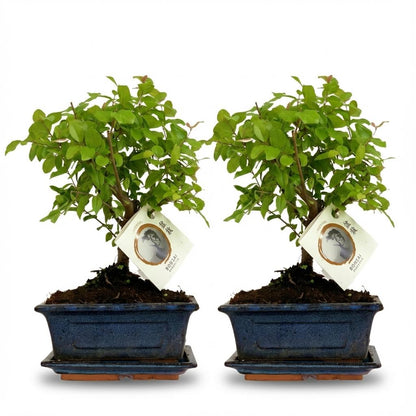 Bonsai Baum Set – 2 Pflanzen – Höhe 25–30cm – Kugelförmige Krone – Im dekorativen Keramiktopf – Miniaturbaum für Wohnraum Büro & Fensterbank 