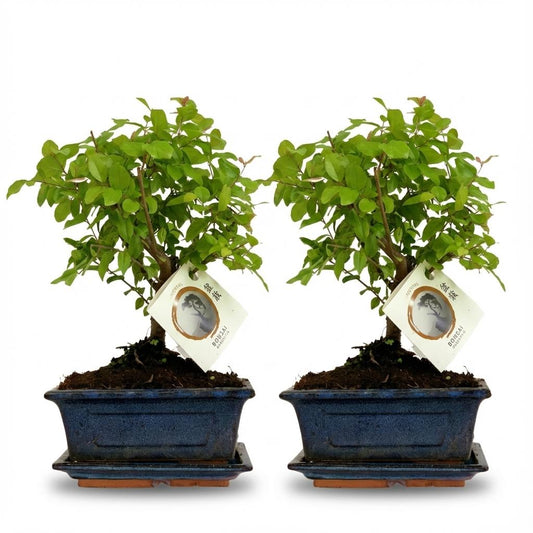 Bonsai Baum Set – 2 Pflanzen – Höhe 25–30cm – Kugelförmige Krone – Im dekorativen Keramiktopf – Miniaturbaum für Wohnraum Büro & Fensterbank 