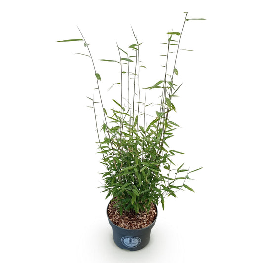 Green boutiQ - Gräser - Fargesia nitida Black Dragon - Bambus - Nicht Ausbreitend - Grün - 1 Pflanze - Topf 23 cm - Höhe 80 cm 