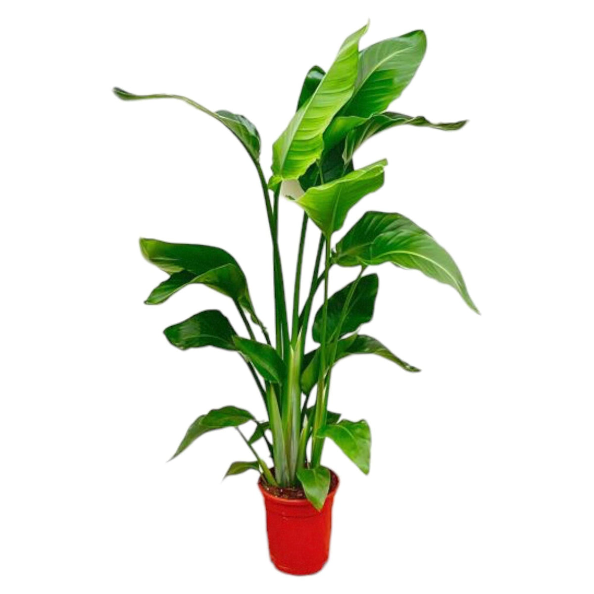 Strelitzia Nicolai – Paradiesvogelblume – Zimmerpflanze 70–90 cm – Ø17 cm – Tropische Grünpflanze für Wohnzimmer & Büro – Exotisch & pflegeleicht 