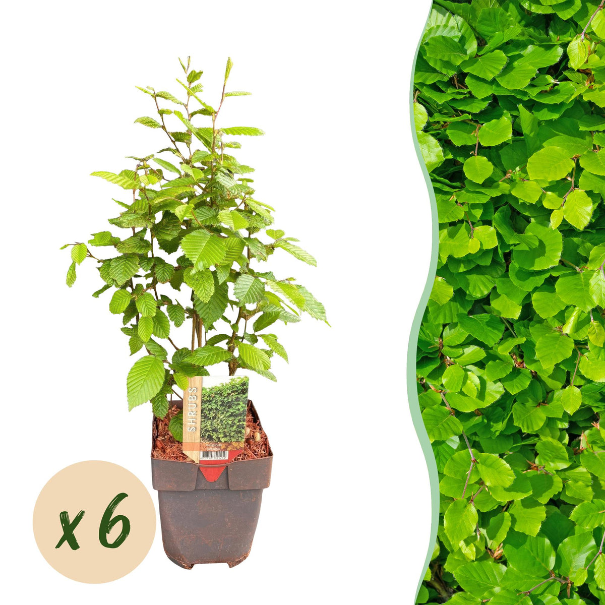 Gemeine Hainbuche Carpinus betulus – Heckenpflanze – 6 Pflanzen – 1 laufender Meter – 17 cm – Höhe 55 cm – Dichtes Laub – Privatsphäre 