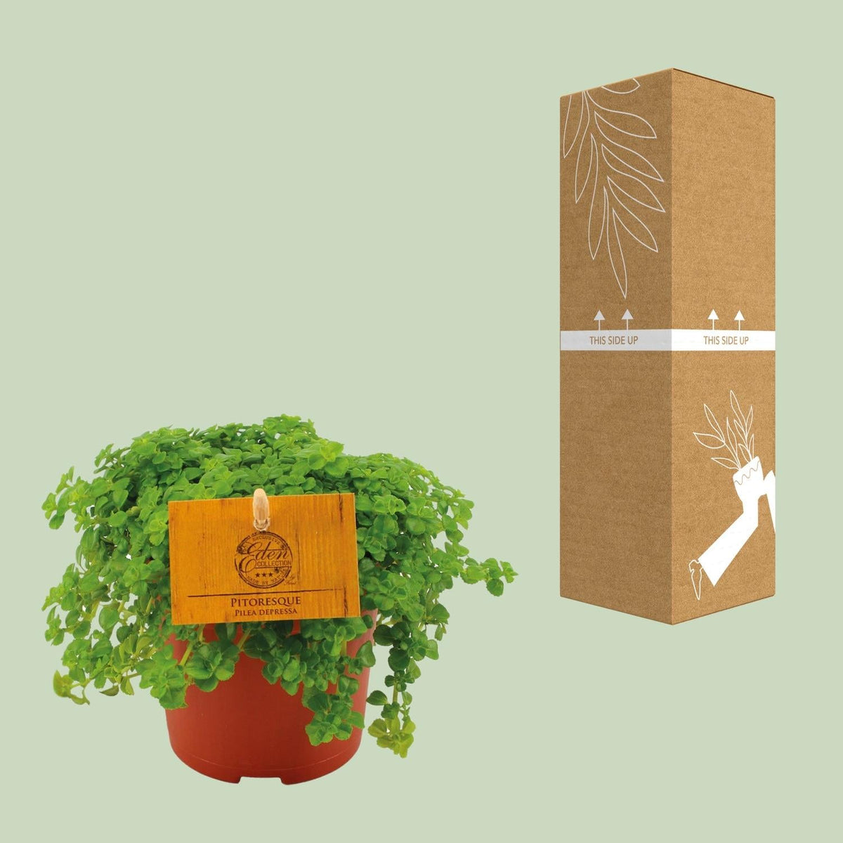 Kanonierblume – Pilea depressa – Ø10,5cm – ↕15cm – Zimmerpflanze – Pflegeleicht & luftreinigend – Kompakte Grünpflanze für Innenräume 