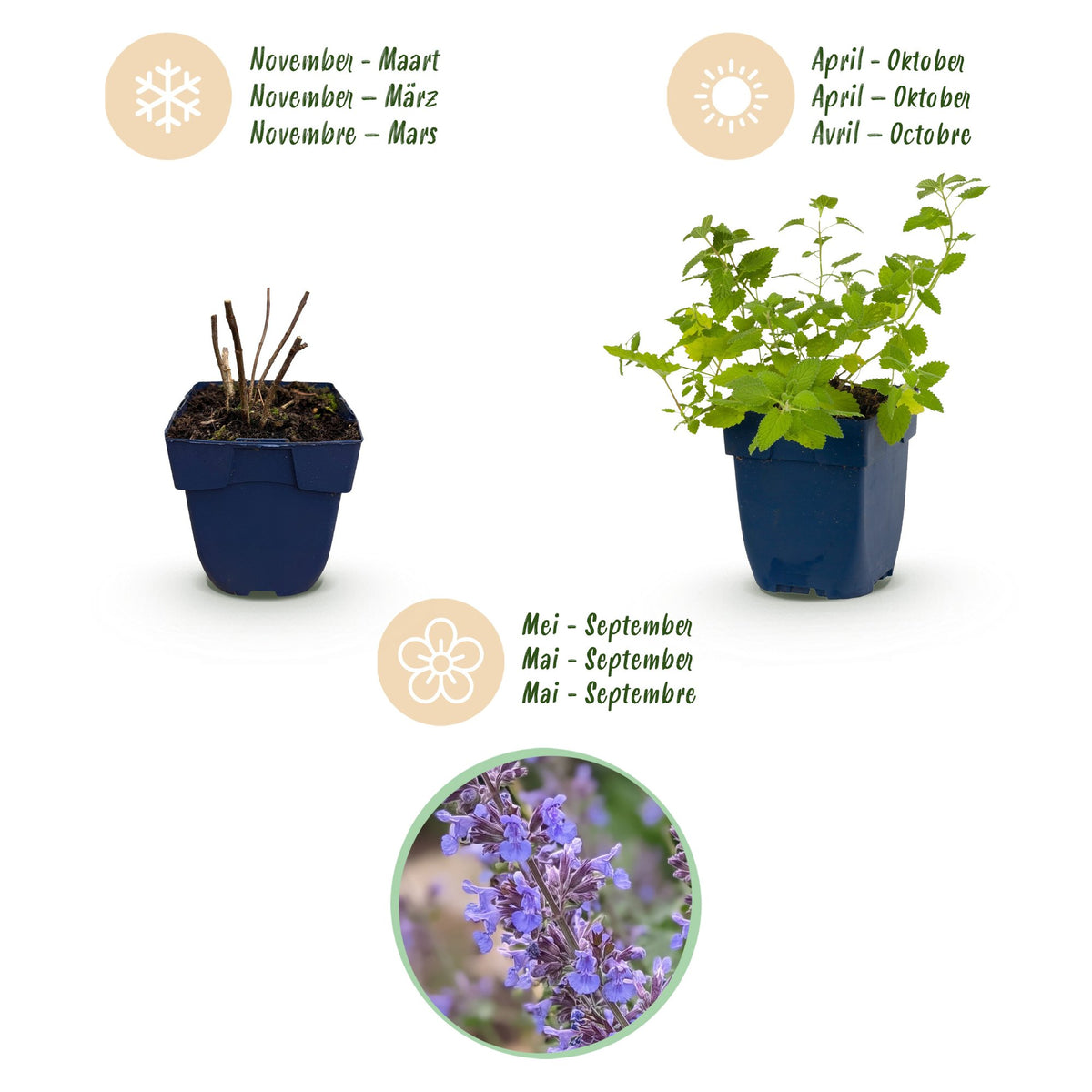 Katzenminze 'Six Hills Giant' – Nepeta faassenii 'Six Hills Giant' – Topf Ø11cm – Ansicht 4
