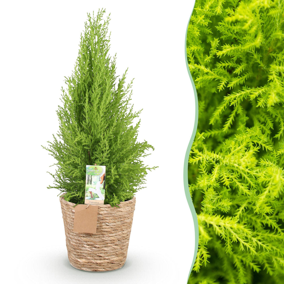 Green boutiQ - Zimmerpflanzen - Cupressus Gold Crest Wilma - Zimmerkonifere - Wenig Pflege - mit Korb - Grün - 1 Pflanze - Topf 21cm - Höhe 85-95cm 