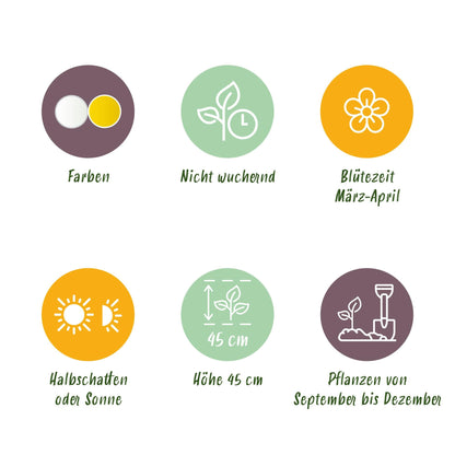 GreenboutiQ - Blumenzwiebeln - Narcis Botanical Mix - Farbe Gelb und Weiß - 20 Stück - Zwiebelgröße 10/12 - XXL Pack 