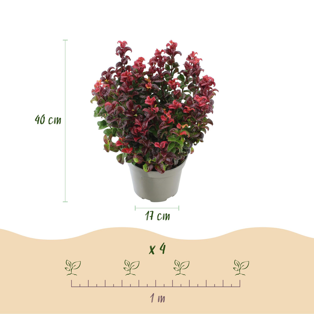 GreenboutiQ - Gartenpflanze - Leucothoe Curly Duo - Gelb & Rot - 2 Pflanzen - Immergrün - Pflegeleicht - Topf 17cm Höhe 40cm 