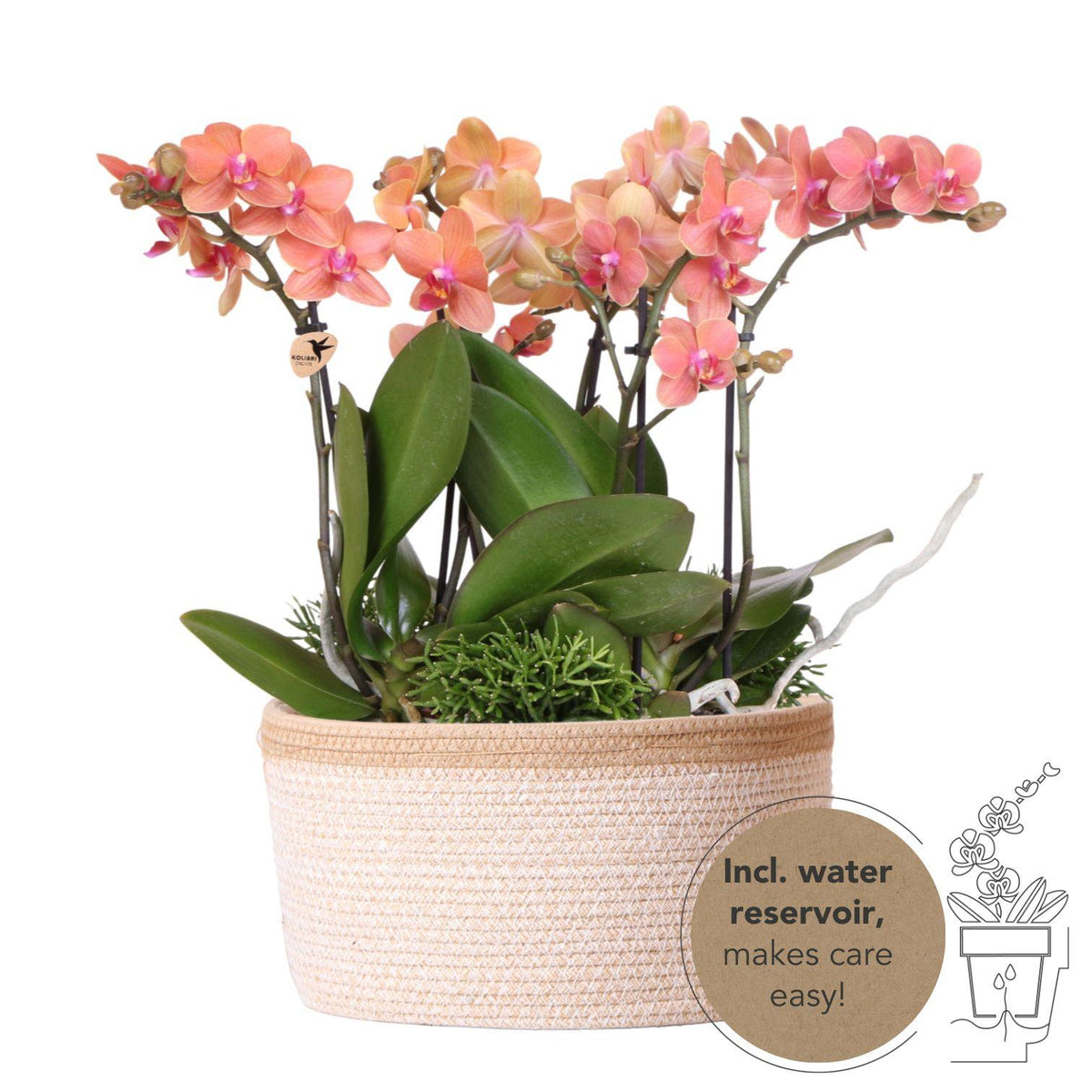 Kolibri Orchids | orangefarbenes Pflanzenset im Baumwollkorb inkl. Wassertank | drei orangefarbene Orchideen Bozen 9cm und drei Grünpflanzen | Dschungelstrauß orange mit autarkem Wassertank 