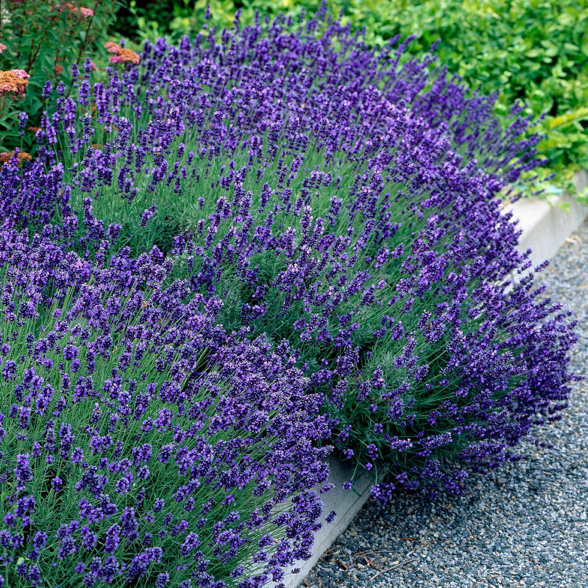 Green boutiQ - Gartenpflanze - Lavandula angustifolia Hidcote - Lavendel - Winterhart - Lila - 1 Pflanze - Topf 12cm - Höhe 15-25cm 