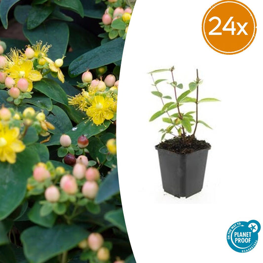 Hypericum inodorum 'Annebel' – 24 Pflanzen – ↕10-25 cm – Ø9 cm – Kompakter, winterharter Strauch mit gelben Blüten – Pflegeleichter Bodendecker & Beetpflanze 