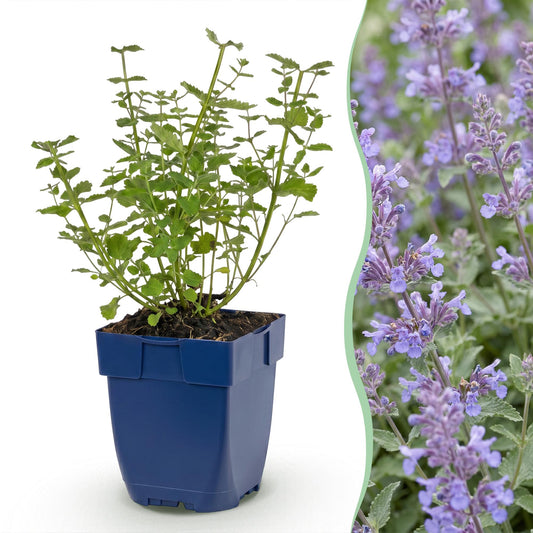 Katzenminze 'Walker' – Nepeta faassenii 'Walker's Low' – Topf Ø11cm