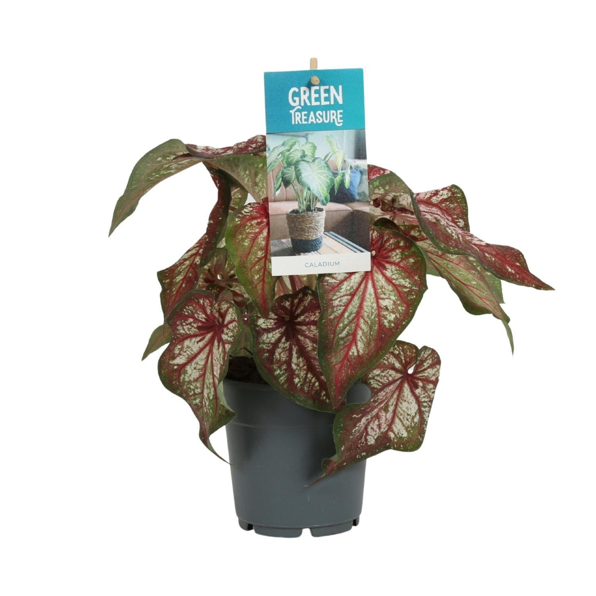Caladium Bicolor – Engelsschwingen – Ø12cm – ↕25cm – Tropische Zimmerpflanze mit auffälligem Laub – Pflegeleicht & luftreinigend – Ideal für halbschattige Standorte 