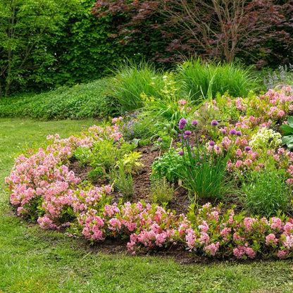 Green boutiQ - Zwerg Rhododendron - Rhododendron Bloombux Magenta - Blühender Buxus - Geringer Pflegeaufwand - Rosa Blüte - 1 Pflanze - Topf 17cm - Höhe 30-40cm 