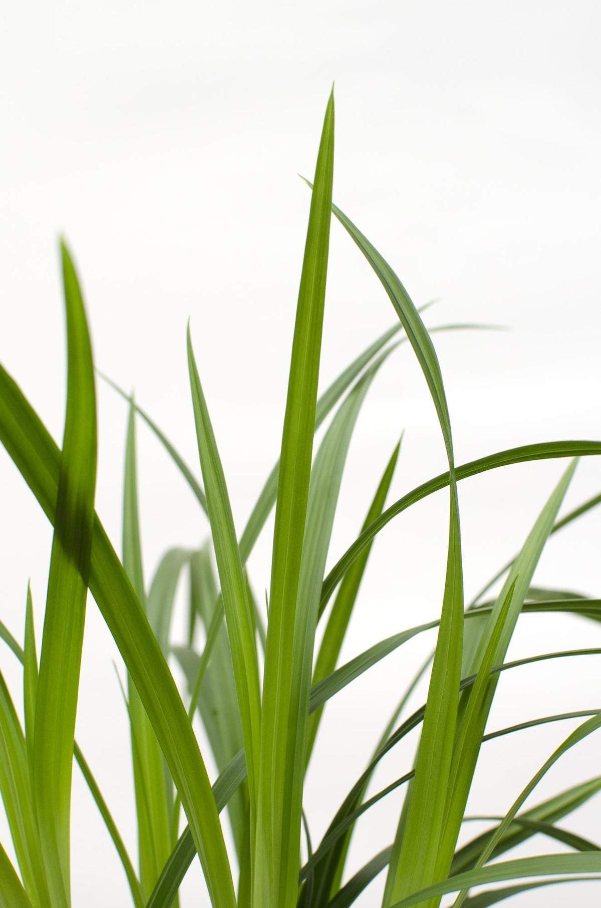 Carex morrowii Irish Green - Ø19cm - ↕40cm - Ø14 - ↨30cm 