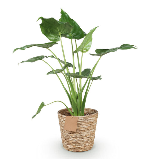 Green boutiQ - Zimmerpflanzen - Alocasia Cucullata - Buddha-Hand - Wenig Pflege - mit Korb - Grün - 1 Pflanze - Topf 21cm - Höhe 65-70cm 