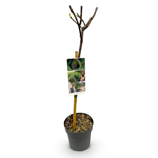Feigenbaum Ficus carica 'Brown Turkey' – Stamm-Pflanze – Höhe ca. 90 cm – Ø19 cm – Obstpflanze für Terrasse & Garten – Essbare Früchte – Pflegeleicht & robust 