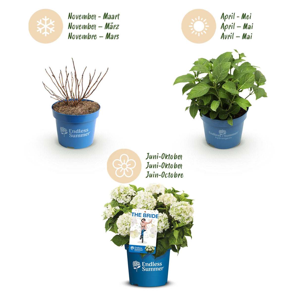 Hortensie Hydrangea Endless Summer Mix 3er Set – blau rosa weiß – winterhart – 14cm – Höhe 20-25cm – lange Blüte bis Herbst – für Beet, Hecke, Kübel, Balkon & Terrasse 