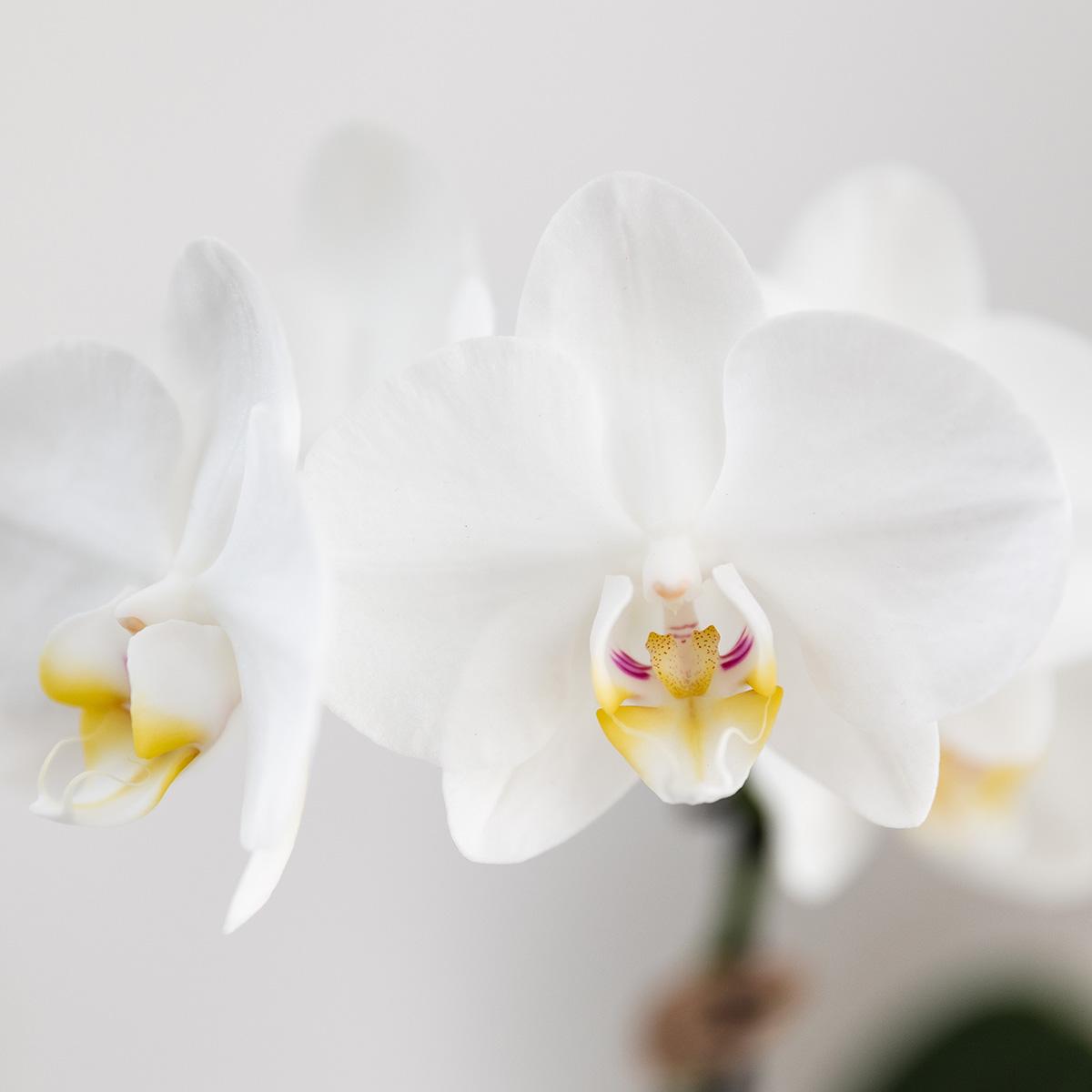 Kolibri Orchids | Weiße Amabilis Orchidee + Bold Cognac Übertopf – Topfgröße Ø9cm | blühende Zimmerpflanze – frisch vom Züchter 