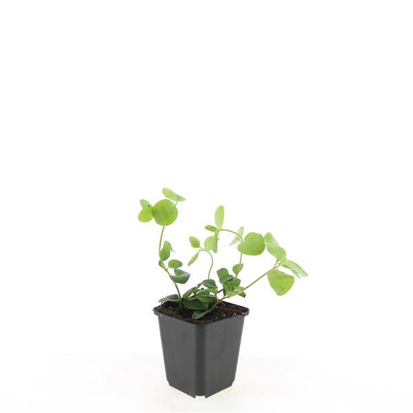 Großes Immergrün Vinca major – ↕10-25cm – Ø9cm – Immergrüner Bodendecker mit violett – blauen Blüten – Ansicht 16