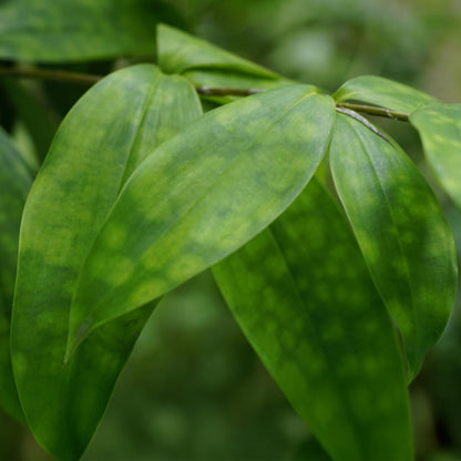 Green boutiQ - Zimmerpflanzen - Dracaena surculosa - Drachenbaum - Wenig Pflege - mit Korb - Grün - 1 Pflanze - Topf 17cm - Höhe 60-70cm 
